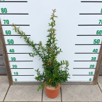 Hlohyňa šarlátová (Pyracantha) ´GOLDEN CHARMER´ - výška 50-70 cm, kont. C3L